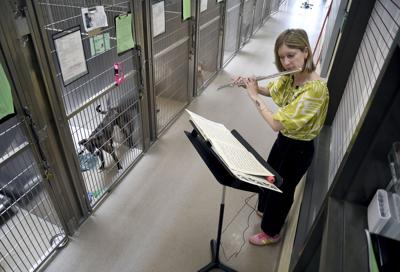 Volunteers play music to soothe shelter animals