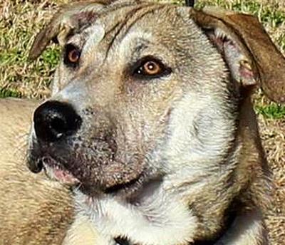 Rescued shepherd seeks home