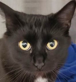 Four loving cats need home