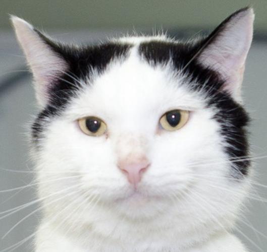 Cats seeking home