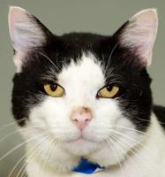 Cats seeking home