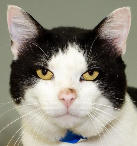 Cats seeking home