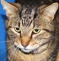 Shelter cats ready for new home