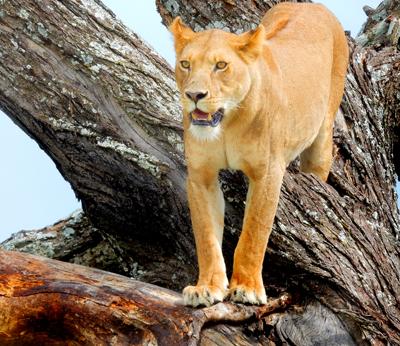 Villagers witness migrations on open plains in Africa