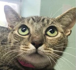 Cats ready for adoption