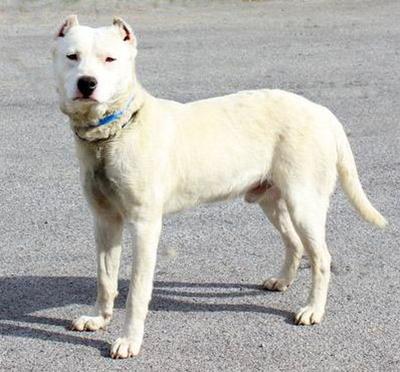 Shepherd mix looking for home