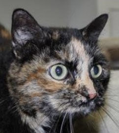 Three cats need new home
