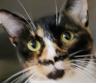 Four loving cats need home
