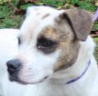 Small terrier ready for adoption