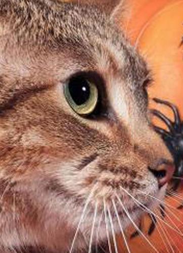 Cats seek forever home
