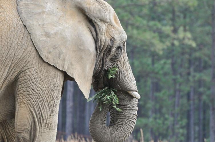 Villagers Share Holiday Spirit With Elephant Sanctuary