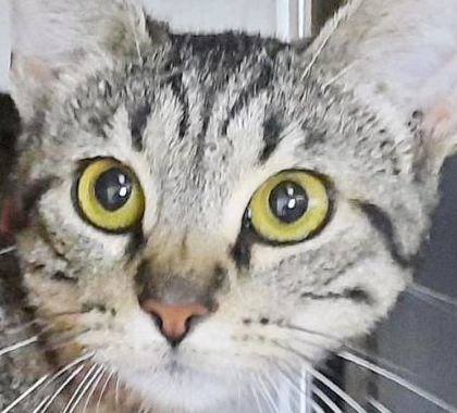 Three cats need new home