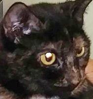 Three cats need loving homes
