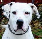 Merlin has gentle demeanor
