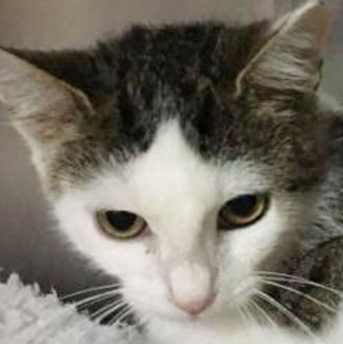 Three cats need loving homes