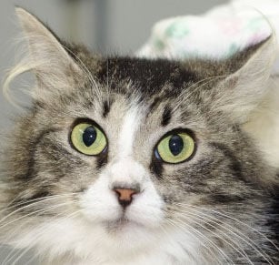 Cats up for adoption