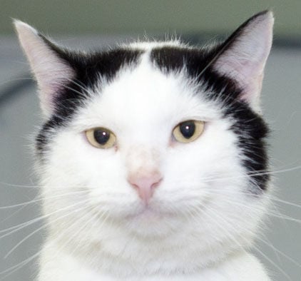Cats up for adoption