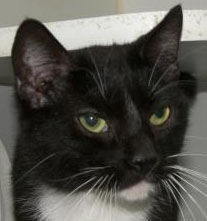Two domestic shorthairs, one Siamese mix need adoption