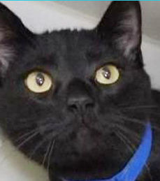 Four cats in need of homes