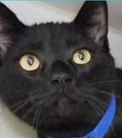 Four cats in need of homes