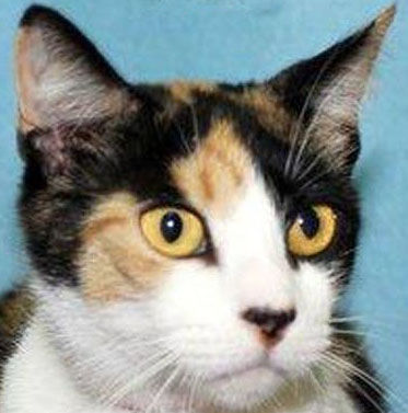 Trio needs forever homes