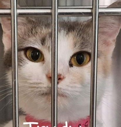 Princess, Trudy adorable cats