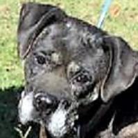 Sadie seeks forever home