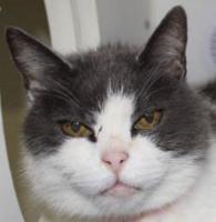 Three cats need new home
