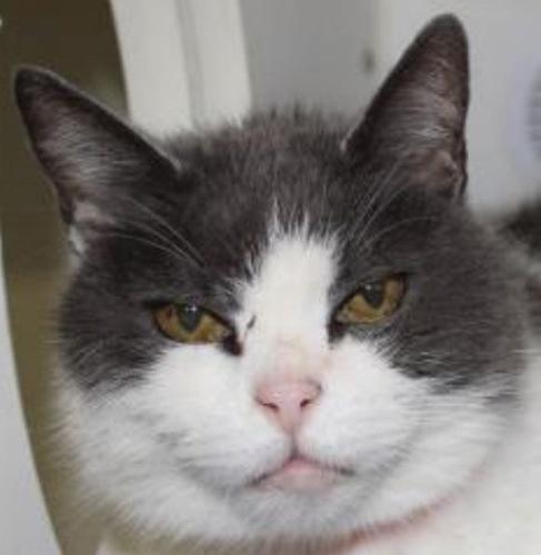 Three cats need new home