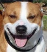 Terrier mix wants forever home