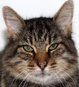 Cats ready for adoption