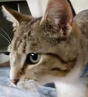 Loving cats will steal heart