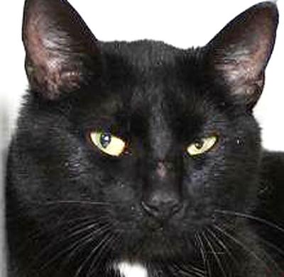 Friendly cats looking for new home