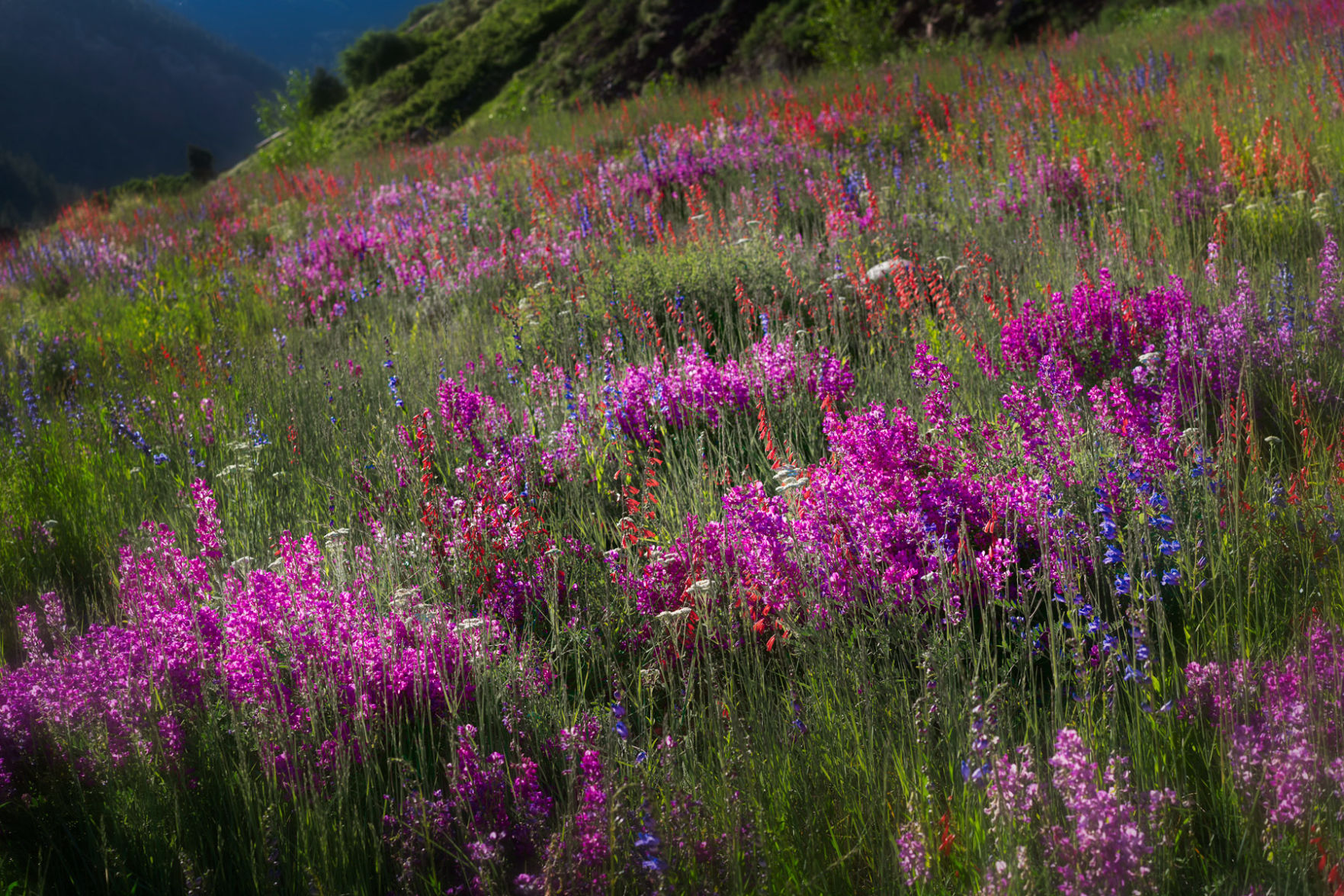 silver cross wildflowers