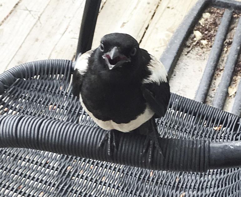 To kill a magpie Watch Listen Show