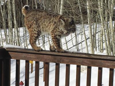 lawson hill residents report