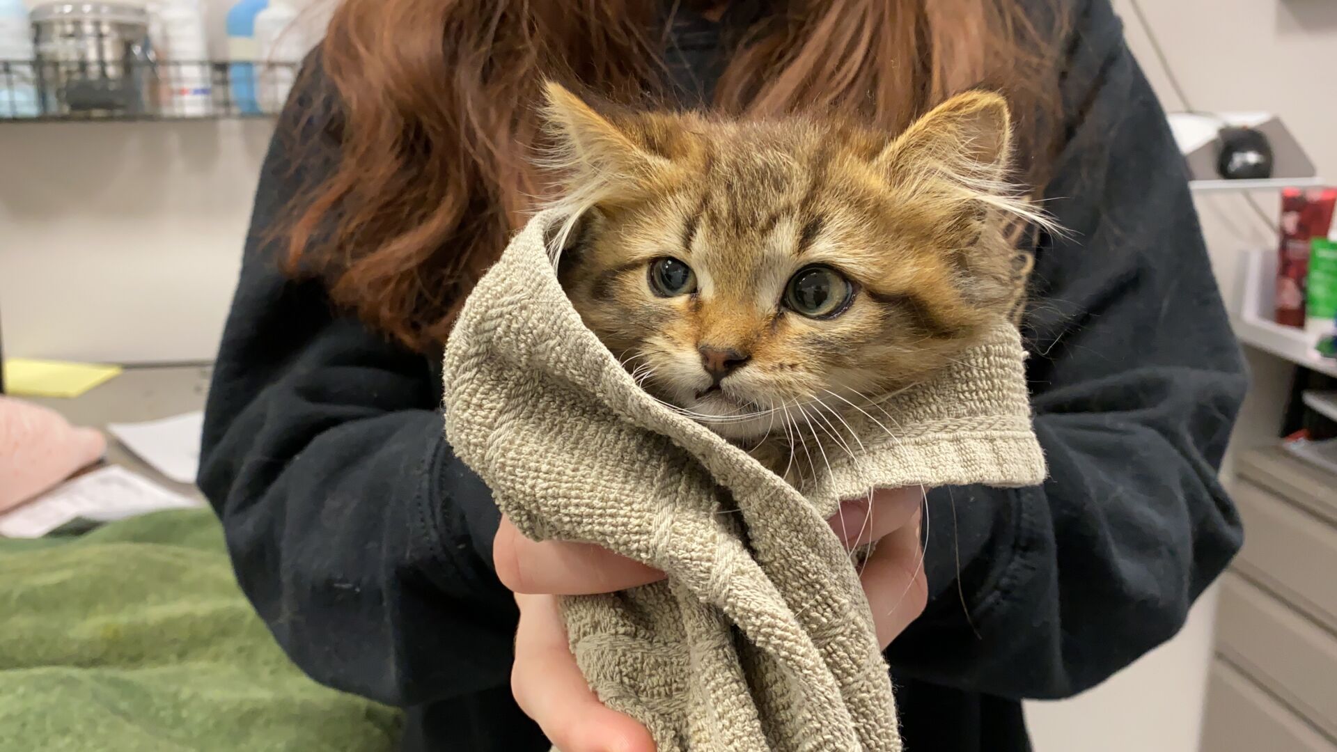 dumb friends league kittens