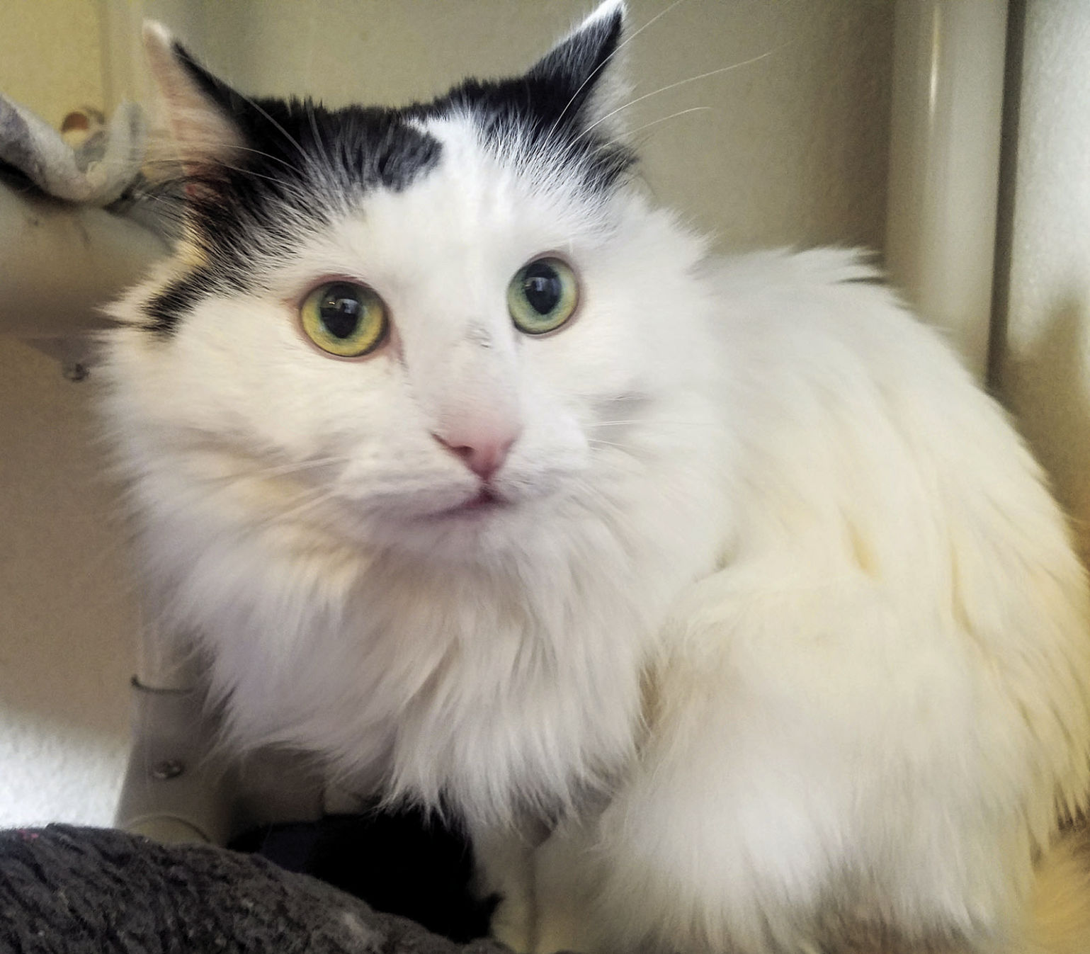 8 year old in cat years