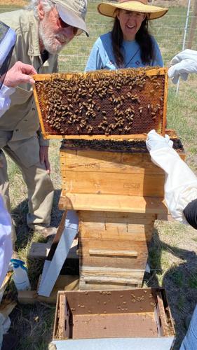 Beekeepers Benefit From The Hive Mind In Community Apiaries : The