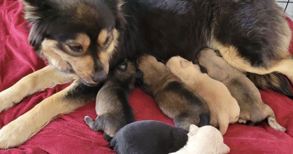 A mother and her pups find a foster home | News