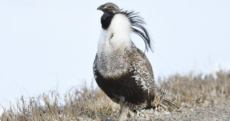County gives updates on Gunnison Sage-Grouse conservation - Vimarsana News