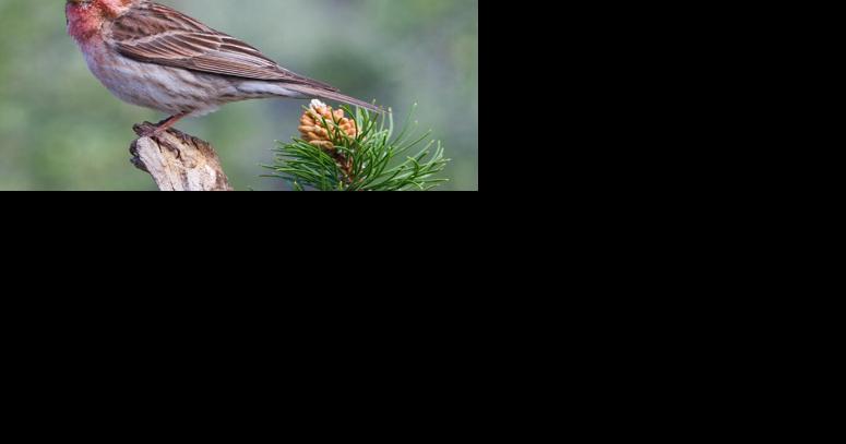 Taking care of the birds of winter - Vimarsana News