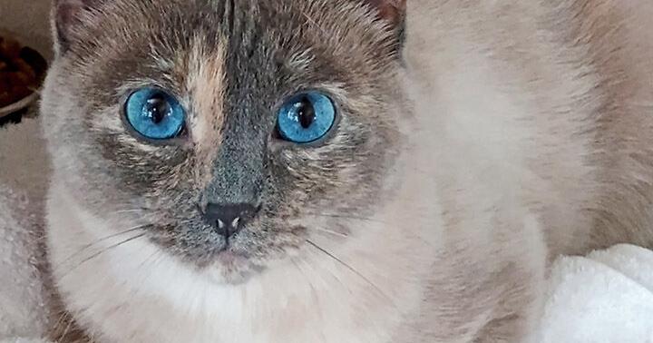 Disaster plan for pets | News Release | telluridenews.com