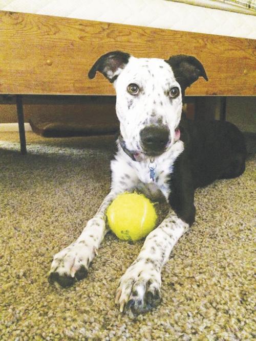 Local Vet Cites Uptick In Kennel Cough News Telluridenews Com