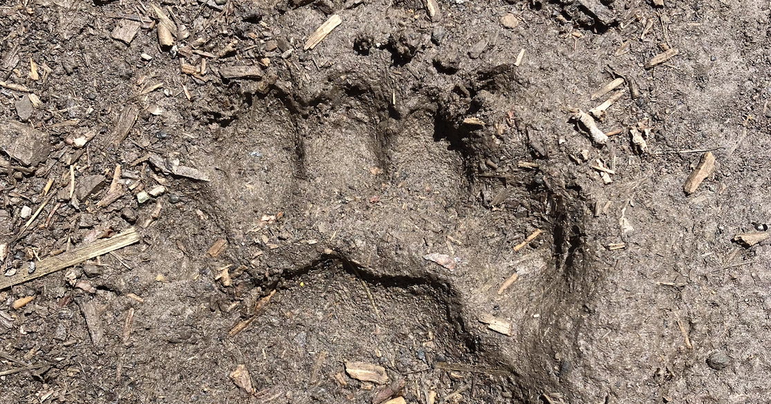 Keeping an eye on safety for bears and people