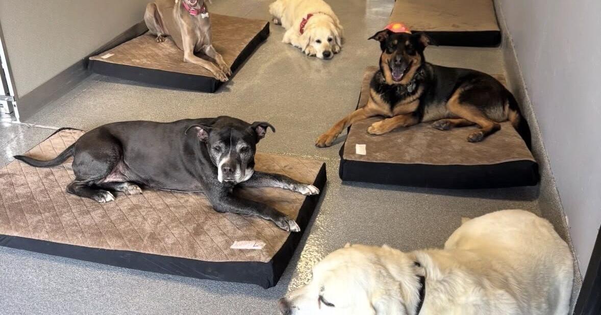 Hardly ‘dog days’ for local pets