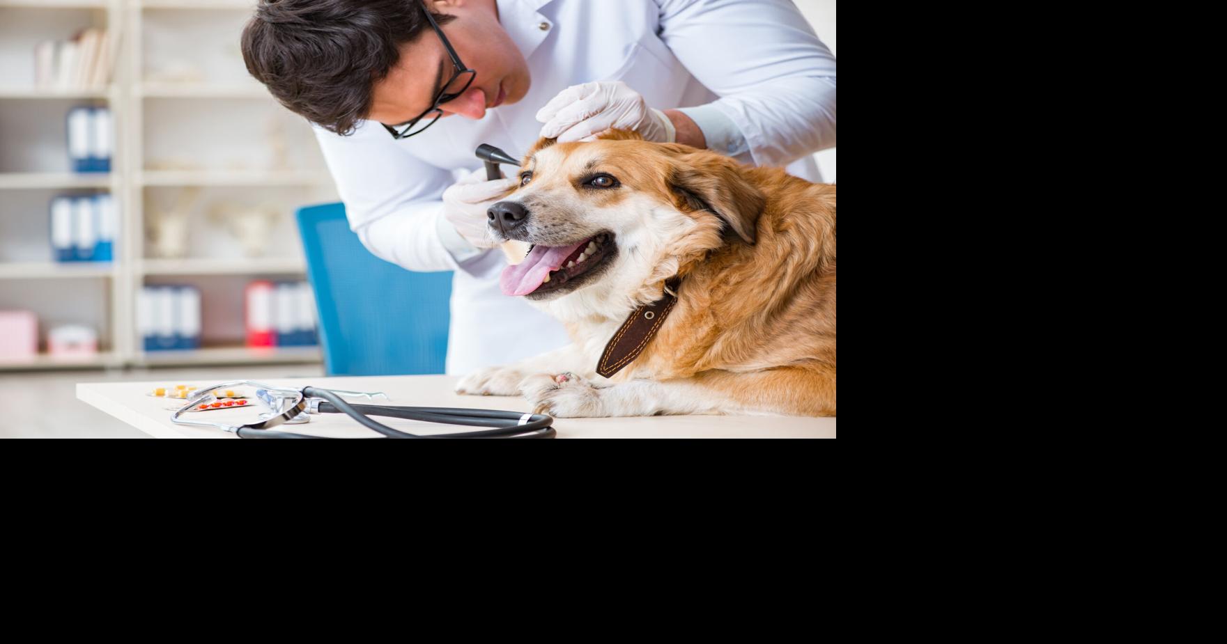 Two pets test positive for the plague in San Miguel County
