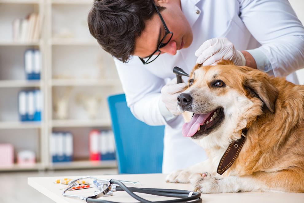 Two pets test positive for the plague in San Miguel County