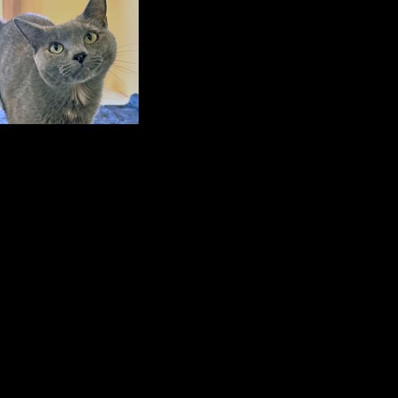 Pets meeting new people | News Release