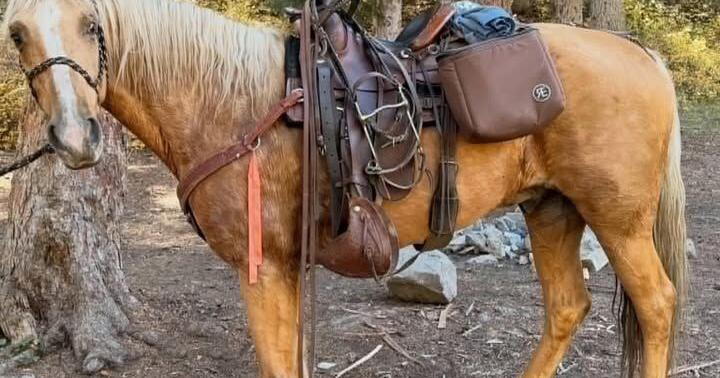 Fully-tacked horse missing near Yellowstone's most remote entrance